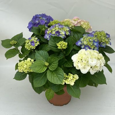 Colour Club® Trio Ball 19cm-Topf