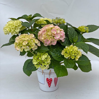 Colour Club® Trio Ball 14cm-Topf