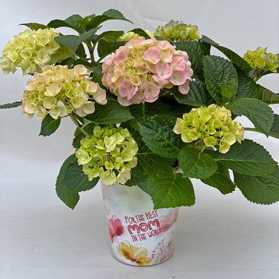 Colour Club® Trio Ball 14cm-Topf