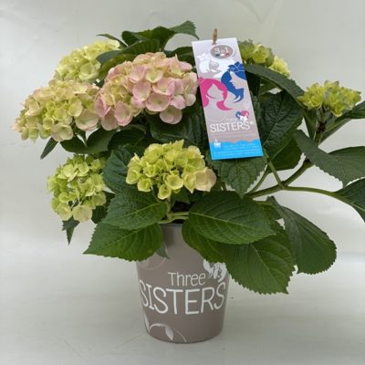 Three Sisters®im Wasserspeicher T-14