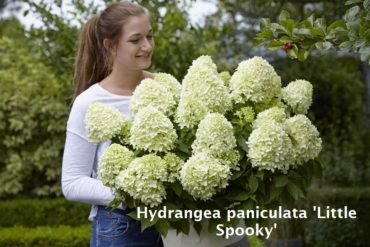 New in 2022: Paniculata and Arborescens