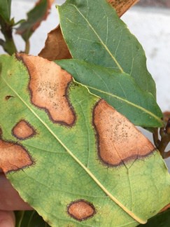 Leaf spot fungus