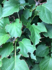 Feeding traces of the weevil on a climbing hydrangea