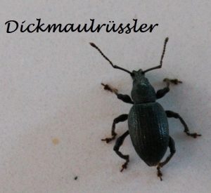 Thick mouthed weevil close-up