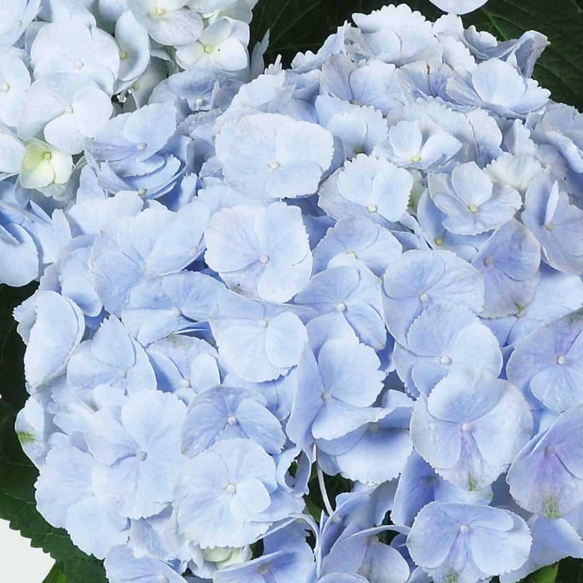 Everbloom Blue Wonder