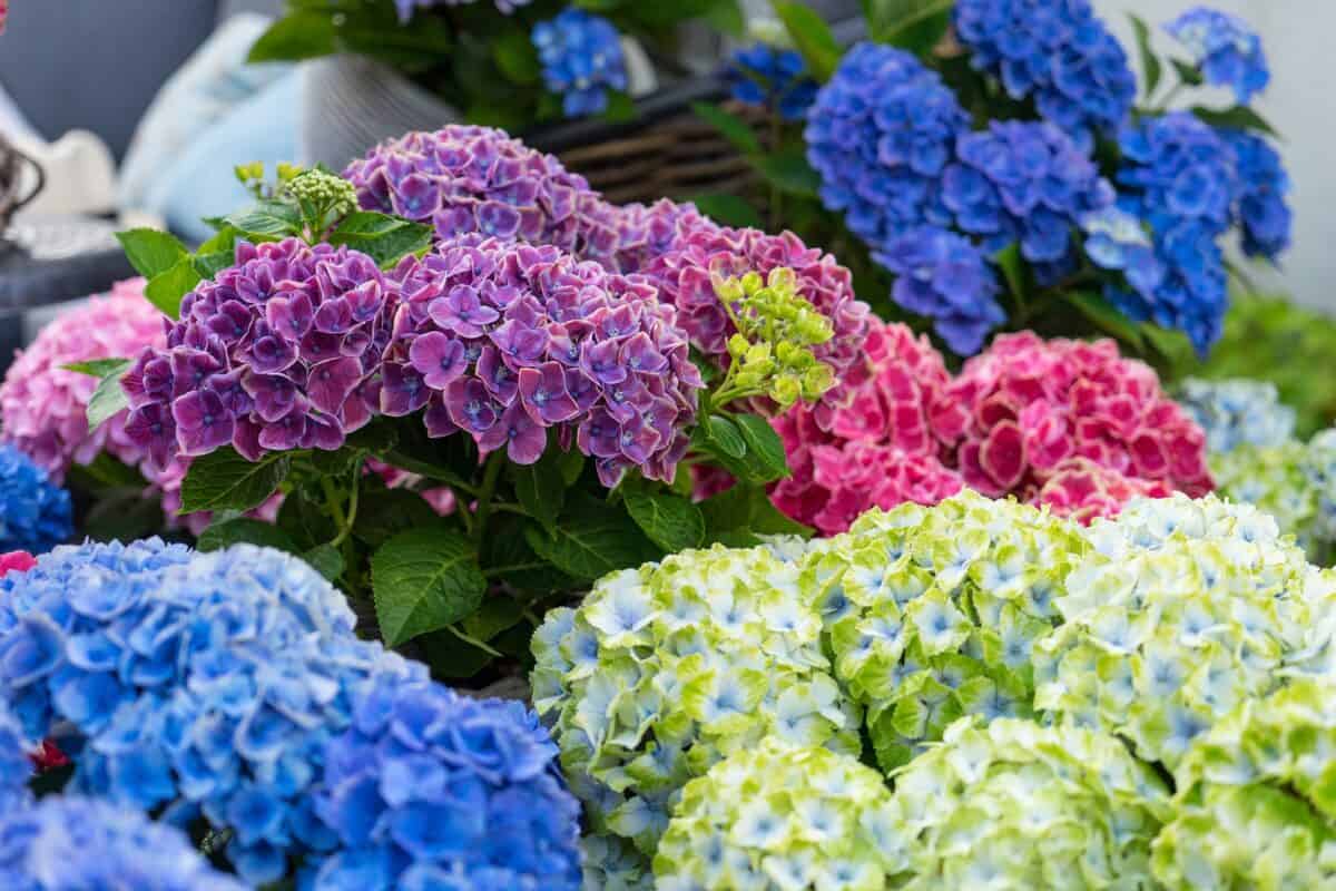 Hydrangea macrophylla switch (s)witch Pellens Hortensien mophead