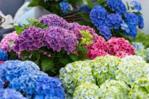 Hydrangea macrophylla switch (s)witch Pellens Hortensien Bauernhortensie Ballhortensie