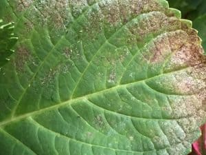 Severe thrips damage on a hydrangea leaf. You can also recognise the green, elongated animals. (Photo: Rüsinger)