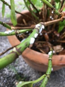 Mealybugs