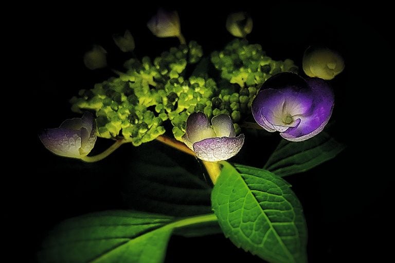 Stimmungsvolles Hortensienbild mit Knospen, Teaserbild für News