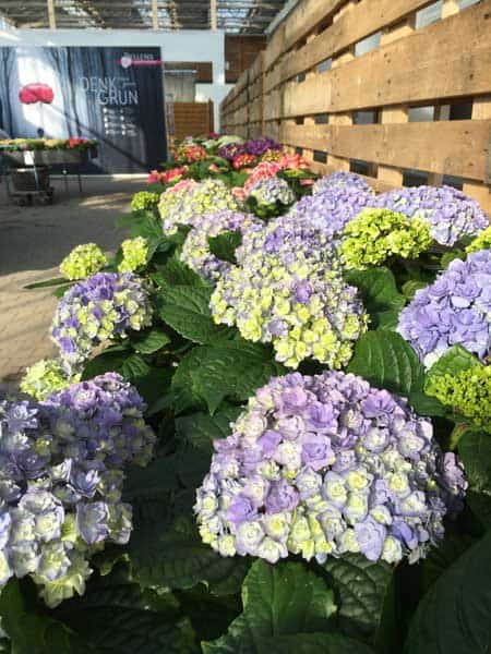 Blaue Hortensie im Privatshop von Pellens Hortensien