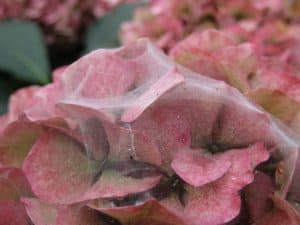 Spider mites on hydrangea