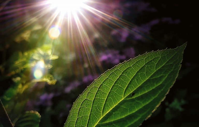 Atmospheric image with hydrangea leaf and backlight, teaser image for care