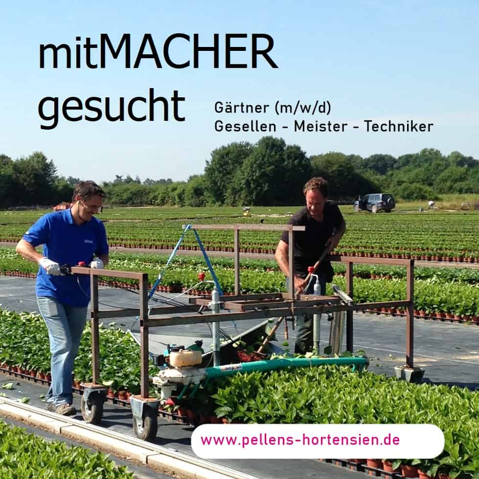 contributor Pellens Hortensien Joboffer Gardener Meister Geselle Techniker