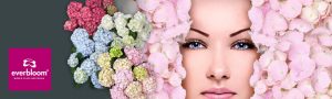Kopfbild Sortenkategorie "Everbloom"