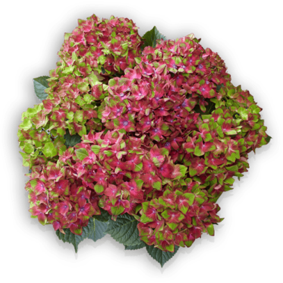 Hydrangea macrophylla Saxon Schloss Wackerbarth Pellens Hortensien