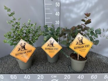 New Products in 2025: Peat-free Paniculata and Eukalyptus
