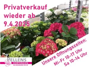 Privatverkauf Pellens Hortensien 2025
