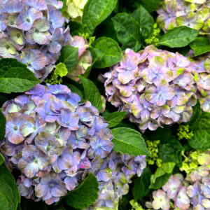 Hortensie Hydrangea macrophylla Cosmic Blue blau Blüten Everbloom Bauernhortensie besondere