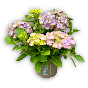 Hortensie Hydrangea macrophylla Cosmic Blue blau seitlich lila grün Everbloom Bauernhortensie besondere