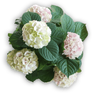 Hortensie Hydrangea macrophylla Cosmic pink Everbloom rosa Blüte Bauernhortensie