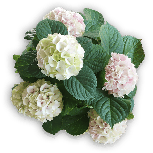Hortensie Hydrangea macrophylla Cosmic pink Everbloom rosa Blüte Bauernhortensie