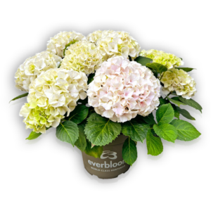 Hortensie Hydrangea macrophylla Everbloom Cosmic Pink rosa seitlich Blüte Bauernhortensie besondere