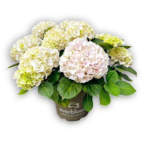 everbloom-cosmic-pink-seite1