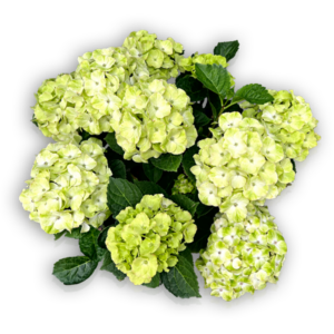 Hortensie Hydrangea macrophylla Everbloom Cosmic White weiß Blüten grün gelb Bauernhortensie besondere