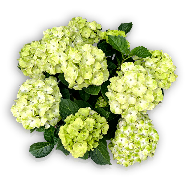 Hortensie Hydrangea macrophylla Everbloom Cosmic White weiß Blüten grün gelb Bauernhortensie besondere
