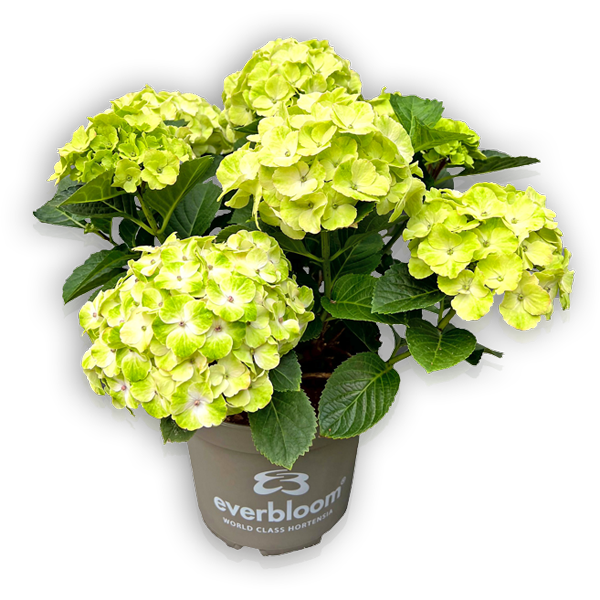 everbloom-cosmic-white-seite