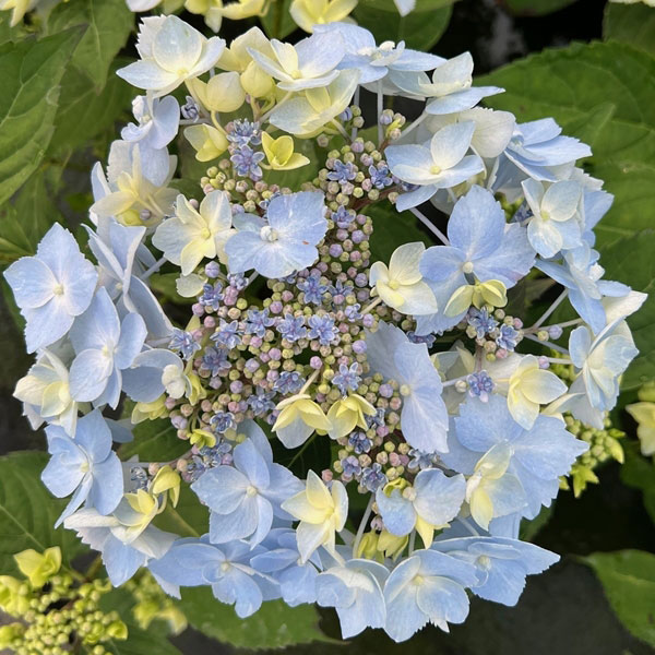 hort-special-blue-deckle-bluete