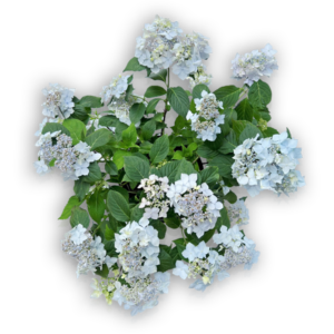 Hortensie Hydrangea serrata Berghortensie Blue Deckle blau Tellerhortensie Hortensia