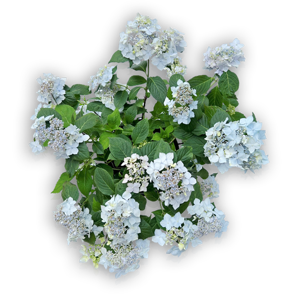 Hortensie Hydrangea serrata Berghortensie Blue Deckle blau Tellerhortensie Hortensia