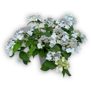 Hortensie Hydrangea serrata Berghortensie Blue Deckle blau Hortensia