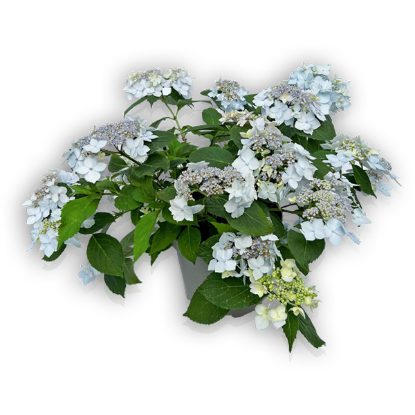 hort-special-blue-deckle-seite2