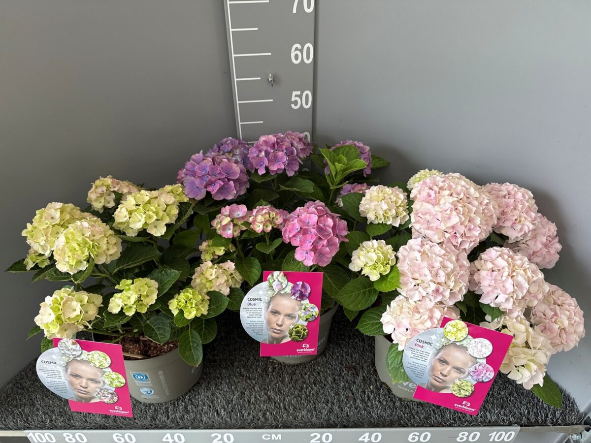 Everbloom Cosmic Hortensien Pellens Bauernhortensie