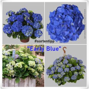 Hydrangea macrophylla Early Blue Bauernhortensie sortentipp Pellens Hortensien