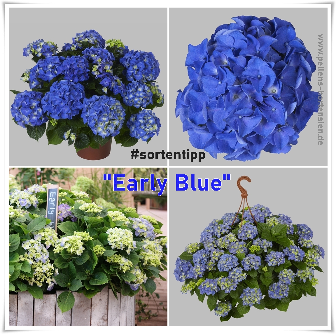 Hydrangea macrophylla Early Blue Bauernhortensie sortentipp Pellens Hortensien