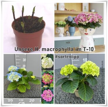 #sortentipp: Unsere macrophylla im T-10