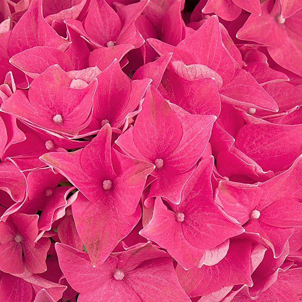 hort-pink-Hi_Ocean_Pink-detail