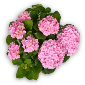 Hortensia Hydrangea macrophylla Pellens Florentina Pink rosa Ballhortensie gefüllt