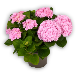 Hortensia Hydrangea macrophylla Pellens Florentina Pink rosa Ballhortensie gefüllt