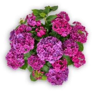 Hortensia Hydrangea macrophylla Pellens Francy Blue blau gefüllt