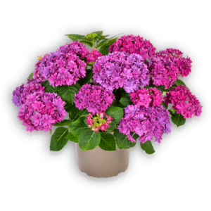 Hortensia Hydrangea macrophylla Pellens Francy Blue blau gefüllt