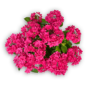 Hortensia Hydrangea macrophylla Pellens Francy Hot Pink rosa gefüllt