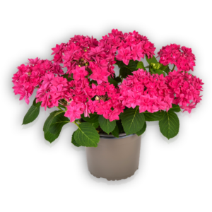 Hortensia Hydrangea macrophylla Pellens Francy Hot Pink rosa gefüllt