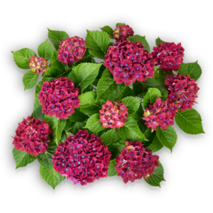 Hortensia Hydrangea macrophylla Pellens Schloss Wackerbarth blau Ballhortensie