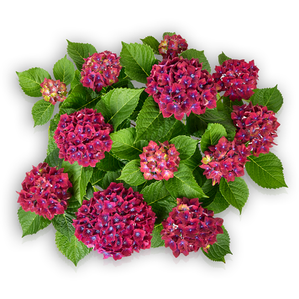 Saxon® Schloss Wackerbarth Hortensia Hydrangea macrophylla Pellens Schloss Wackerbarth blau Ballhortensie