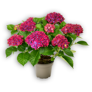 Hortensia Hydrangea macrophylla Pellens Schloss Wackerbarth blau Ballhortensie